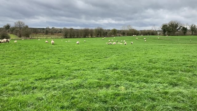 Sheep prices: Farmers urged to 'ignore quotes'