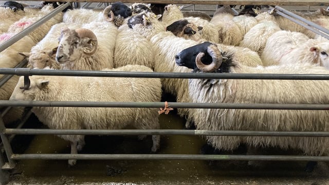 Sheep kill down over 50,000 head on this time last year