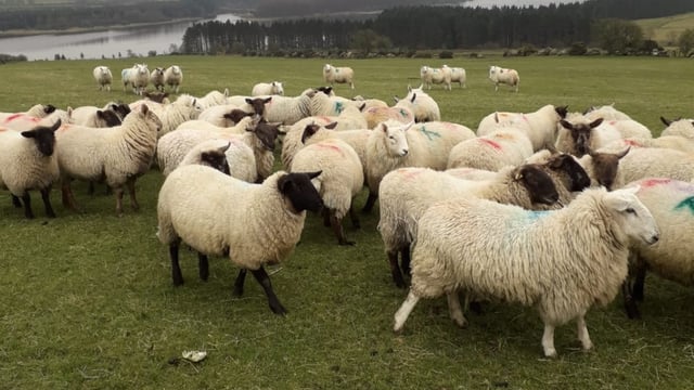 176 sheep stolen from Wicklow lands last year - Gardaí