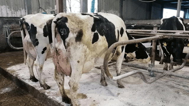 Greenlawn annual herd sale sees prices reach €4,650