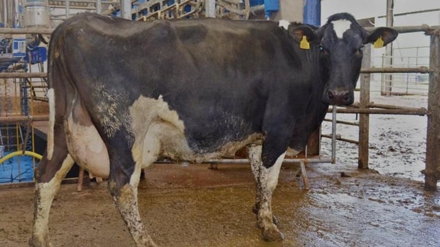 Dispersal sale of 85 dairy cows at Corrin Mart