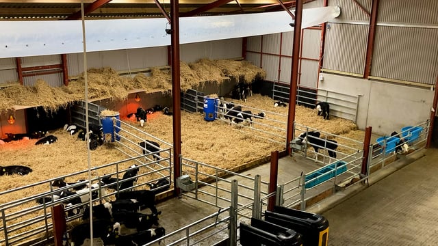 Buildings Focus: Going the extra mile to create an environment for calves to thrive in