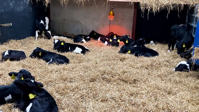 Dairy advice: What to look out for in sick calves this spring