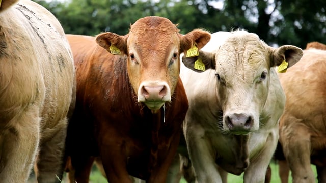 NI Beef Carbon Reduction Scheme system to open Monday