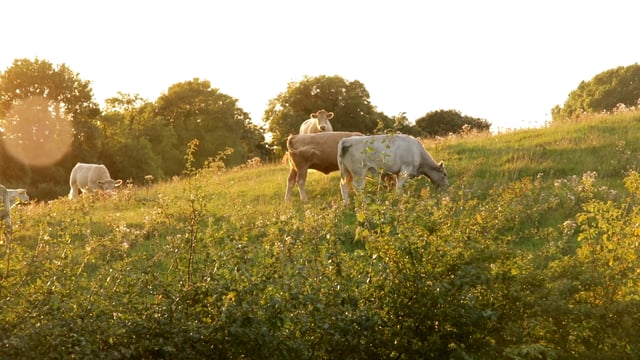 CAFRE passes milestone of 750 carbon-benchmarked farms