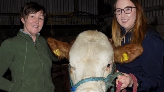 Simmentals take centre-stage for one family this Mother's Day