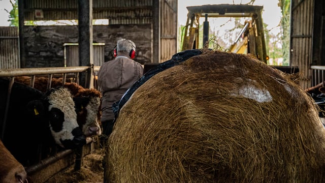 Balancing winter rations 'crucial' as silage results reveal pitfalls