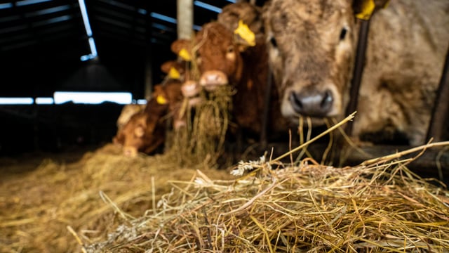 87% drystock farmers plan to spread less fertiliser, survey finds