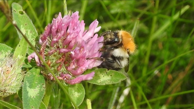 'Stronger, more ambitious' All-Ireland Pollinator Plan unveiled