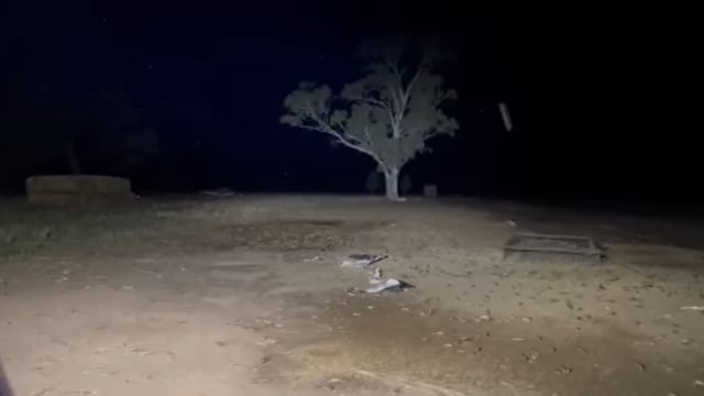Video: Aussie farmers seek urgent action to combat 'mice plague'