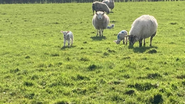 Grass tetany: Knowing when your ewes are at risk