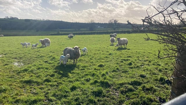 Sheep management: Managing yearling ewes post-lambing