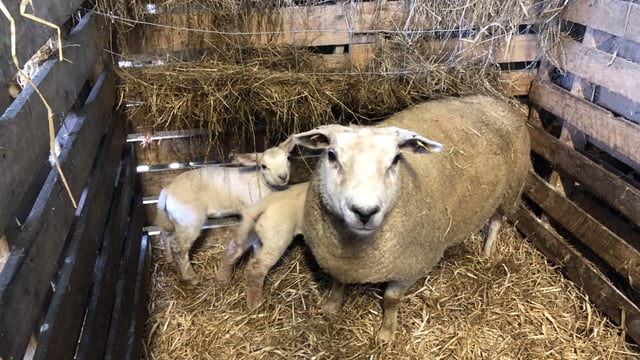 Identifying and marking problem ewes this lambing season