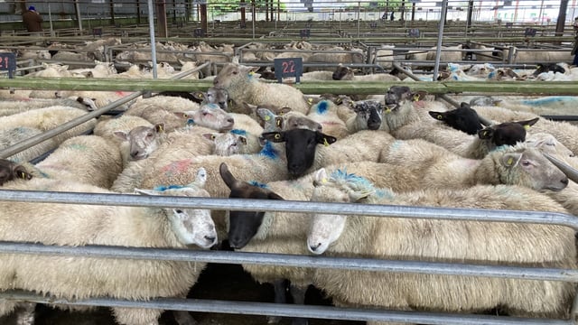 Hogget prices reach €181/head and €178/head at Ennis and Athenry Marts respectively