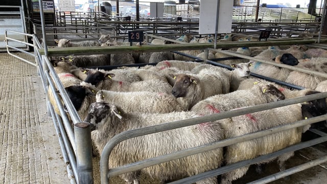 Like Ireland, UK sheep farmers seeing strong prices for hoggets