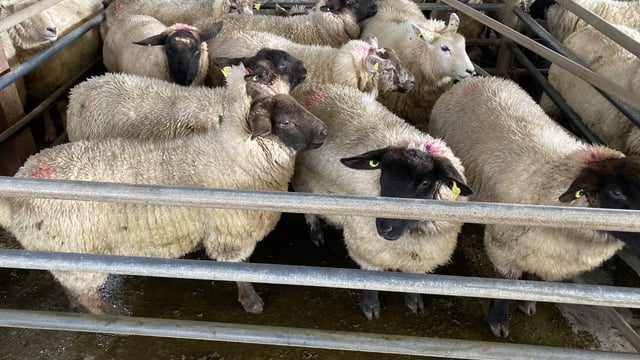 Sheep trade: Suez Canal shipping issues driving hogget prices