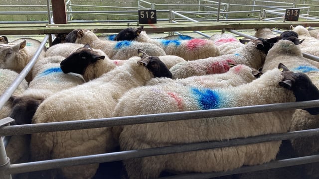 Sheep trade: Cull ewe prices continue to decline