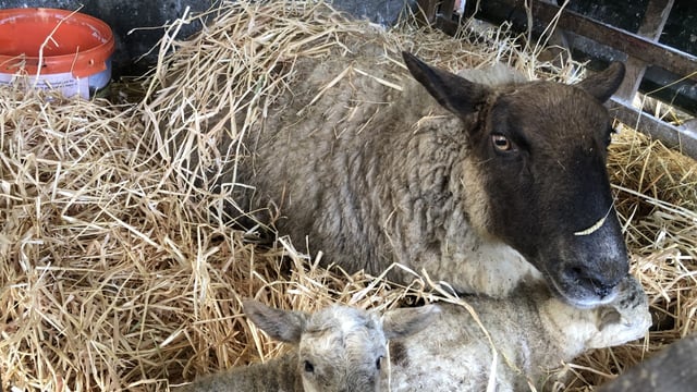 Managing ewes and lambs during adverse weather conditions