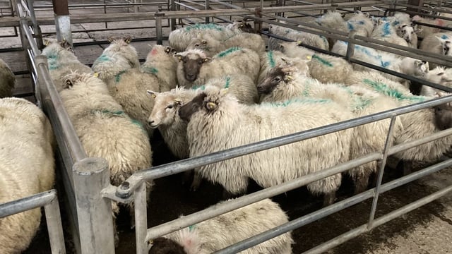 GB hogget prices fall below Feb 2021 rates