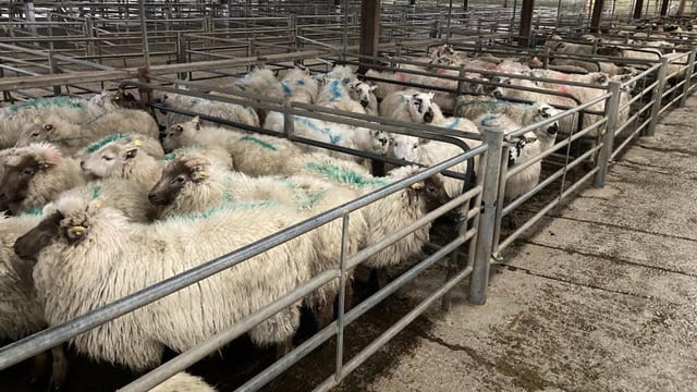 Pics from the mart: Hoggets sell up to €170/head at Tuam Mart