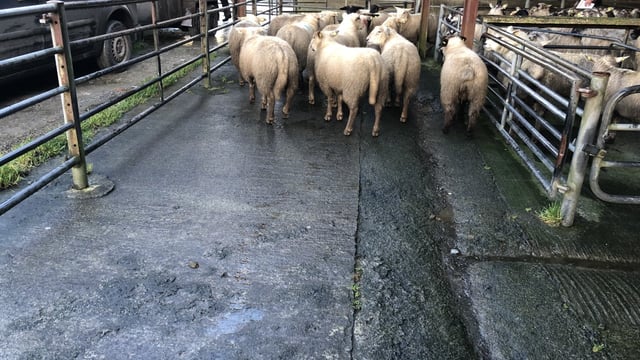 Number of hoggets exported live from Northern Ireland for direct slaughter has decreased