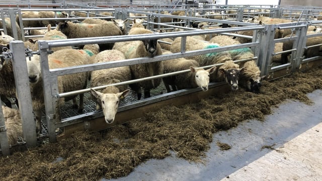 Ewe management: Avoiding prolapsing issues