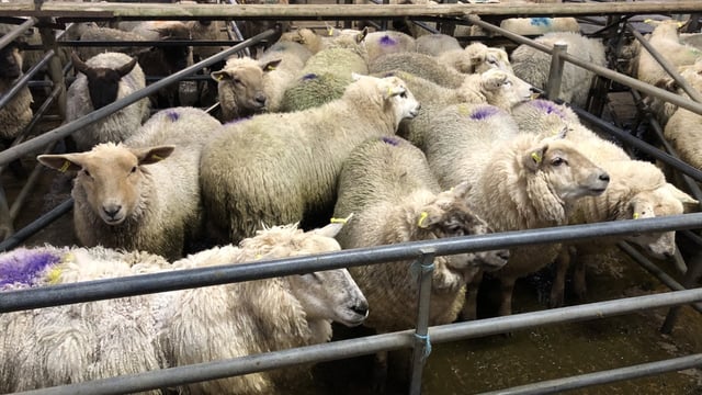 Sheep marts: Hogget prices continue upward surge
