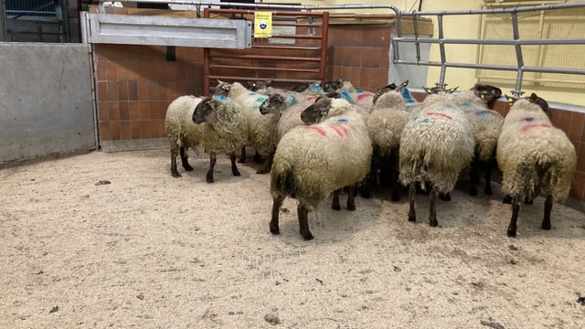 Prices for cull ewes continue to reach new highs