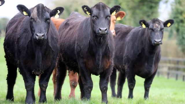 Beef Focus: Managing 180 pedigree cows at Gigginstown Angus