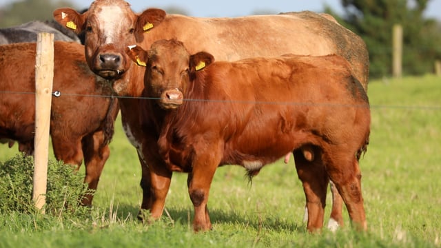 Teagasc BeefCon21: Farmers hear how emission cuts will happen