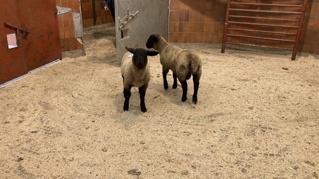 Lambs: Increased food services demand 'to drive prices'