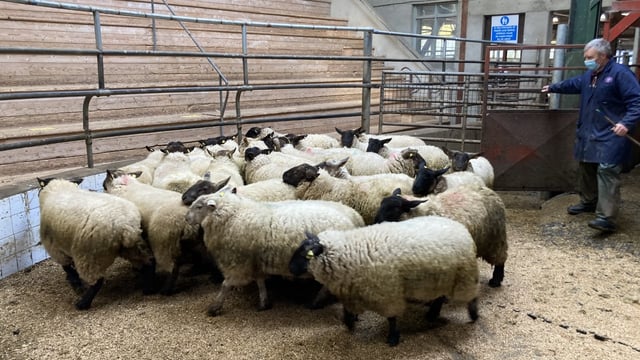 Sheep marts: First week of 2022 trade continues 2021 trend