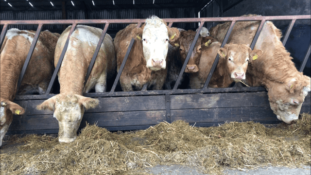 Beef trade: Quotes for cows jump up again