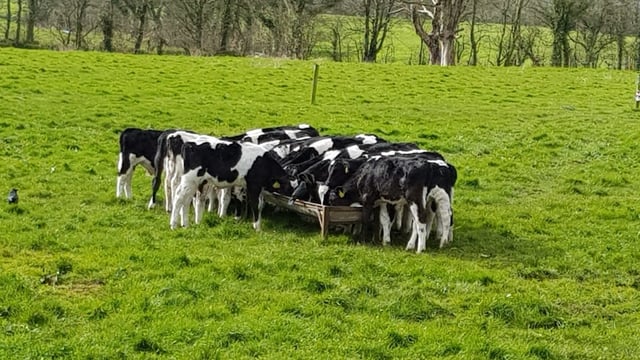 Getting dairy-beef calves ready for weaning