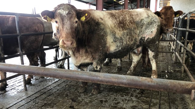 Cattle marts: Strong trade for cull cows continues