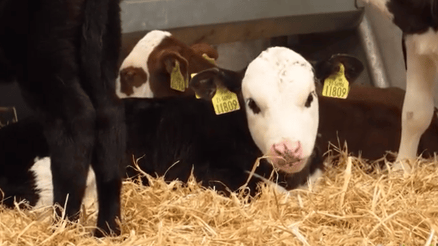 Dairy Beef Calf measure - what's involved?