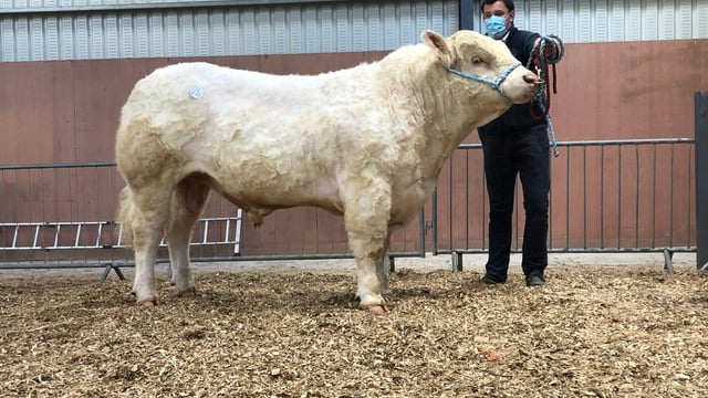 Multi-breed pedigree sale topped at €4,800 in Carrick-on-Shannon