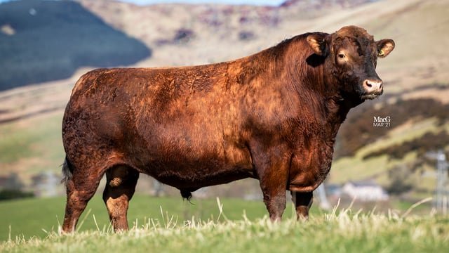 Stabiliser cattle breeder commits to genomic EBVs