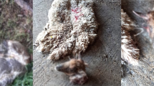 Graphic images: Ewe skinned and butchered in Co. Kildare