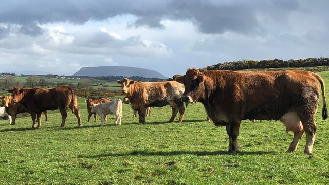 Are your suckler cows in the right condition for breeding?