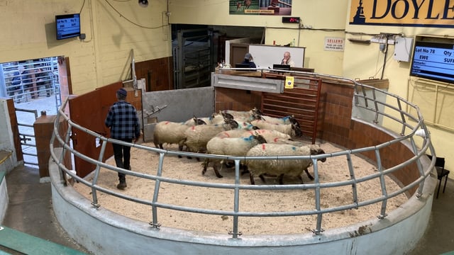 Pics from the mart: Spring lambs easier, but ewe prices improve at Blessington