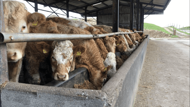 120,000 fewer cattle available for slaughter in 2021 - Bord Bia