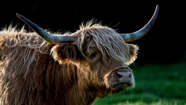 Open farm in Co. Laois reopens with expanded offering
