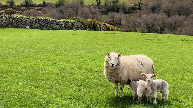 Grass tetany: The challenges it brings and how we can overcome them