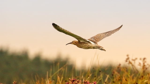 Quarter of island's native birds now 'red-listed'