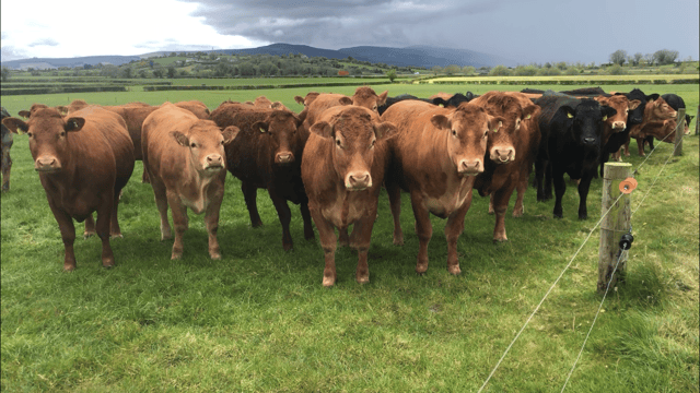 Beef Focus: Limousin genetics come to the fore in this 90-cow suckler herd
