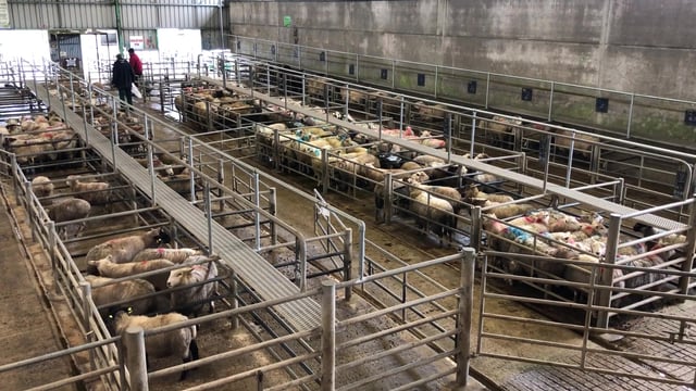 Sheep marts: Top price of €163 for lambs at Ennis Mart