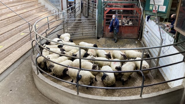 Pics from the mart: Strong trade for spring lambs and hoggets at Enniscorthy