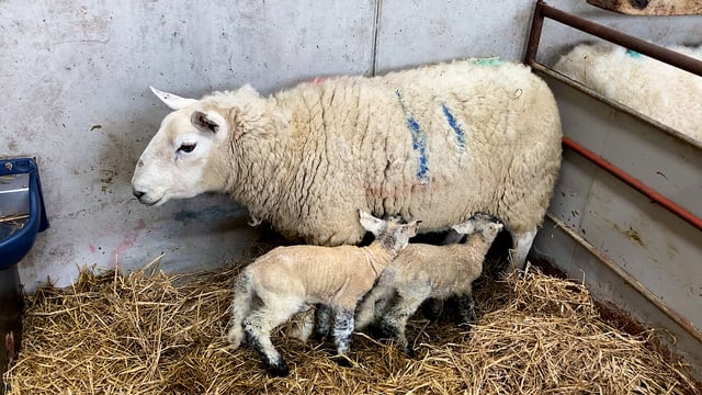 Investigating unknown mortalities that occur around lambing