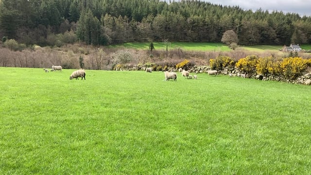 Grass advice: Setting up the farm for the weeks ahead
